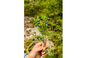 Случайное фото из Хибин